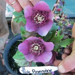 Hellebore Pink Anemone